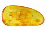 Fossil Caddisfly (Trichoptera) & Fly (Diptera) in Baltic Amber #145443-3